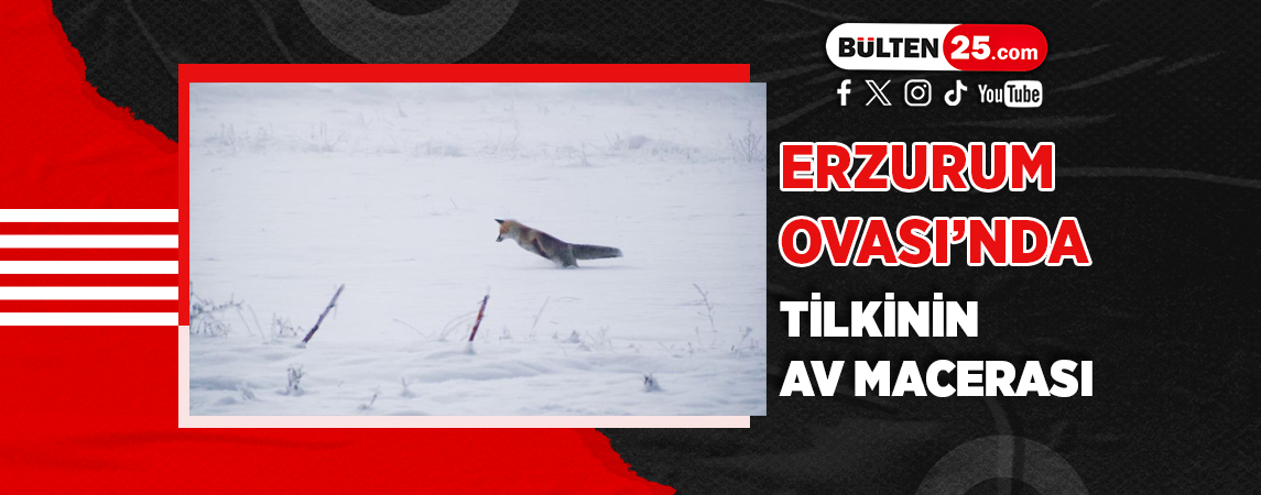 ERZURUM OVASI'NDA TİLKİNİN AV MACERASI